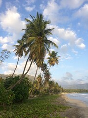 Tranquil palm trees line an idyllic beach in the Caribbean, Haiti