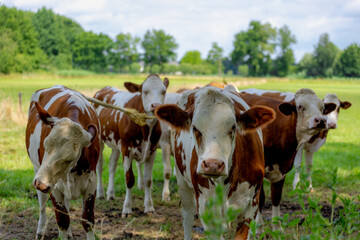 Summer countryside landscape, Flock of Dutch cows with brown, orange and white spot standing and nibbling fresh grass on green meadow, Open farm with dairy cattle on the field, Overijssel, Netherlands