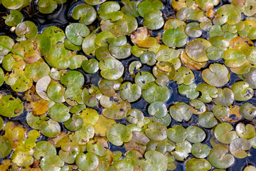 Selective focus of green small lotus leaves, Hydrocharis morsus-ranae, Common name European frog-bit, It is a free-floating flowering plant that bears small white flowers, Natural pattern background.