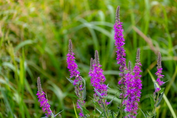 Selective focus wild flower of Lythrum salicaria on the green meadow along the water, Purple loosestrife is a flowering plant belonging to the family Lythraceae, Nature floral pattern background.