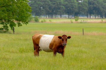 Selective focus of a galloway cattle breed nibbling fresh grass, Young cows (brown and, white striped) on green meadow in summer, Open farm with dairy cattle on the field in countryside of Netherlands