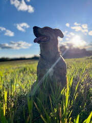 Happy dog enjoying a sunny field adventure