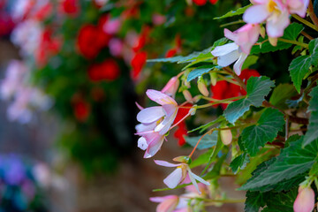 Selective focus of white pink flowers with green leaves hanging on the wall in the garden, Begonia boliviensis is a plant in the begonia family Begoniaceae, Natural floral background.