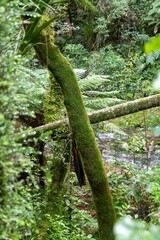 Moss covered trees in a lush forest, with a stream running through the background. Captures the tranquility of nature in Wentworth Valley, Whangamata, Coromandel Peninsula, New Zealand