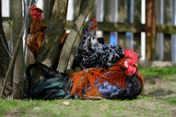 Chickens of various breeds freely roam a lush, green grassy area near a wooden fence.