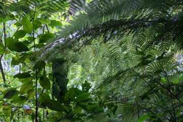 Lush ferns and foliage create a dense, green canopy in a New Zealand forest. The image captures the...