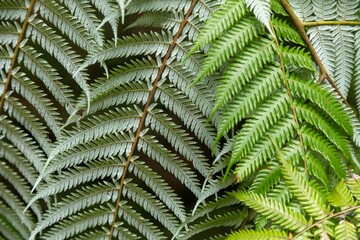 Close-up of silver and green fern fronds in New Zealand. The ferns are growing in a lush forest, showcasing the country's natural beauty. Wentworth Valley, Coromandel Peninsula, New Zealand
