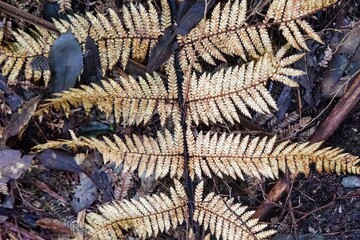 Golden ferns lay on the forest floor, surrounded by twigs and leaves. The ferns have fallen...