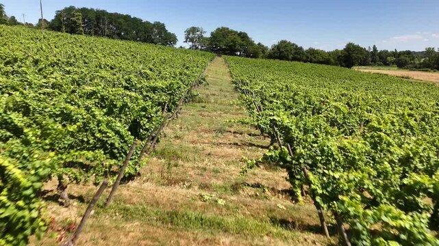 Longue avanc&eacute;e sur les vignes