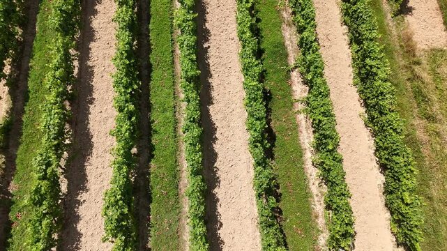 Mont&eacute;e sur des vignes