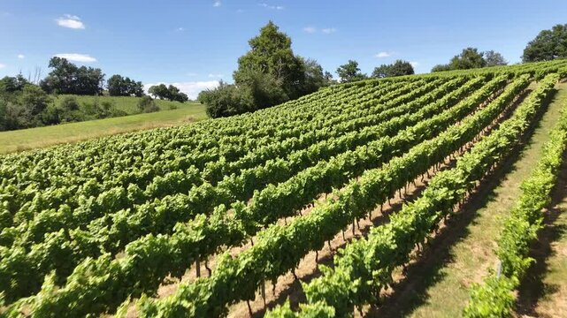 Mont&eacute;e sur les vignes