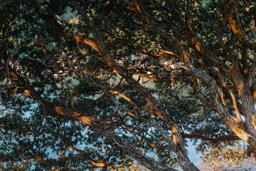 Golden light filters through the branches of a Pohutukawa tree in Whangamata, Coromandel Peninsula, New Zealand. The tree's unique structure and the light create a tranquil scene.