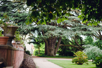 Ancient Tree in a Lush Garden