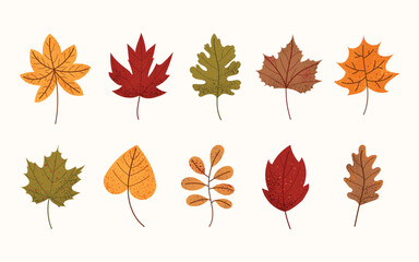 Set of autumn leaves. Collection of colorful fall foliage in flat vector style. Oak, maple, heart and ginkgo leaves. Botanical clipart isolated on white background.