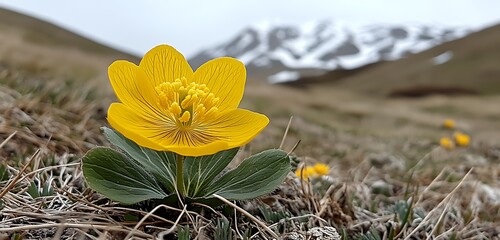 A single alpine flower in focus with snow-capped mountains blurred in the background