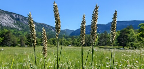 A textured rock face with lichen, with blurred layers of forest and mountains below