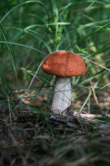 A Beautiful Mushroom is Growing in a Peaceful Forest Clearing Surrounded by Natures Bounty