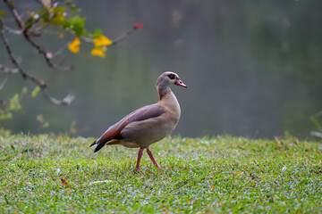 Naklejka premium An Egyptian goose with brown and beige plumage walks on a slightly sloped lawn, with blurred vegetation and a body of water in the background.
