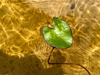 Brazil, Atins - 2023, May:  water lily in Lençóis Maranhenses 