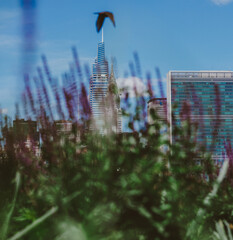 NYC skyline