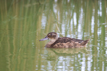 portrait of a brown duck on a lake