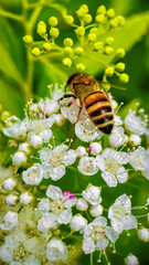 Honey bee collecting nectar from a flower © Валентина Хруслова