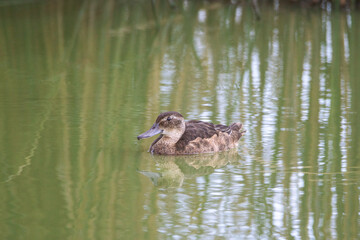 portrait of a brown duck on a lake