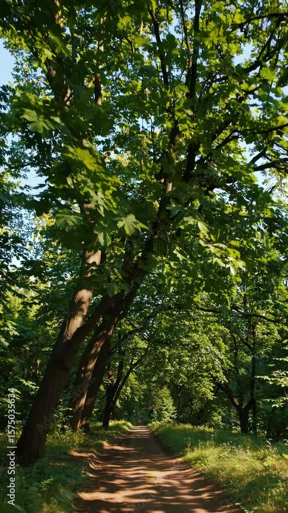Poster a serene forest path with tall trees captured from a low-angle, creating a tranquil, immersive video