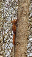 squirrel on tree