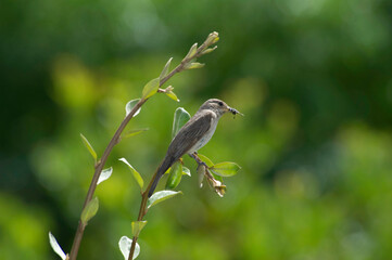 Spotted flycatcher, Muscicapa striata, catching a fly Single bird on a twig, Sardinia, Alghero, Italy.
