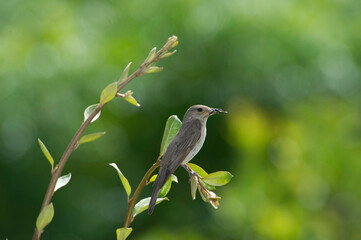 Spotted flycatcher, Muscicapa striata, catching a fly Single bird, Sardinia, Alghero, Italy.