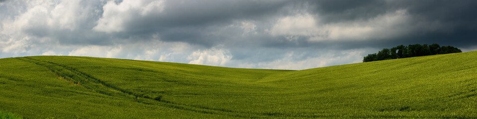Fototapeta premium summer agricultural landscape. vast rolling green field of ripening grain under dramatic cloudy sky. beautiful widescreen panoramic photo in 20x5 format. side view