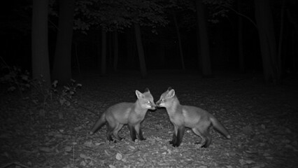 foxes caught on trail cam