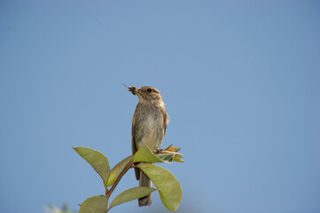 Spotted flycatcher, Muscicapa striata, catching a fly Single bird on a twig, Sardinia, Alghero, Italy.