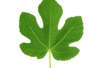 Green fig leaf closeup revealing detailed venation, transparent backdrop highlighting botanical texture and natural design elements