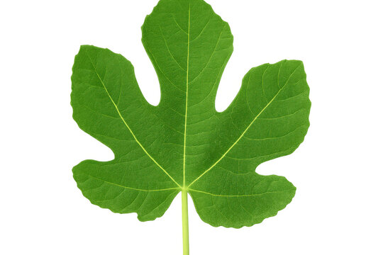 Green fig leaf closeup revealing detailed venation, transparent backdrop highlighting botanical texture and natural design elements