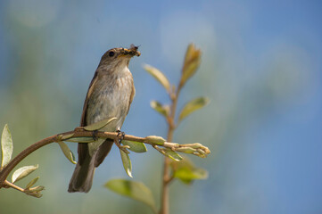 Spotted flycatcher, Muscicapa striata, catching a fly Single bird on a twig, Sardinia, Alghero, Italy.
