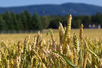 Wheat field spikelets close-up with mountains in the back.