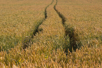 Wheat field with tractor tracks.