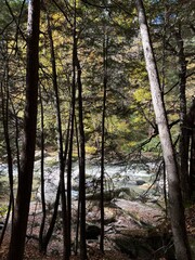 Obraz premium afternoon in the forest in autum