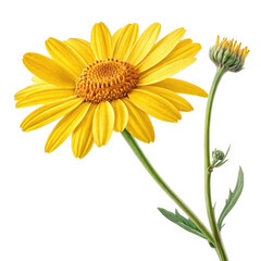 yellow chrysanthemum isolated on white background