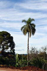 Obraz premium palm trees on the mountains 