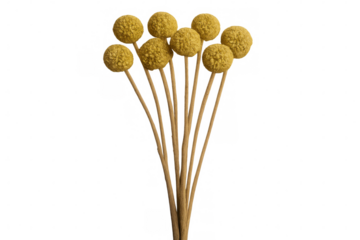 Bright yellow billy balls (craspedia globosa) clustered together, floating against transparent background, highlighting botanical detail