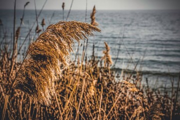 Golden dry reeds swaying near the sea with soft focus background, ideal for rustic wall art,...