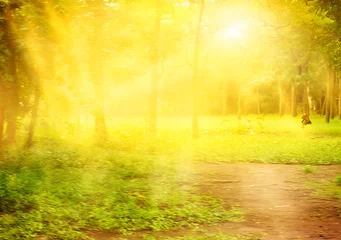 Fototapete Sunlit pathway in vibrant green forest © Diki prayoga