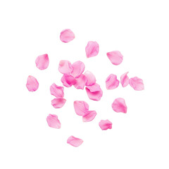 Scattered delicate pink rose petals falling gently isolated on transparent background