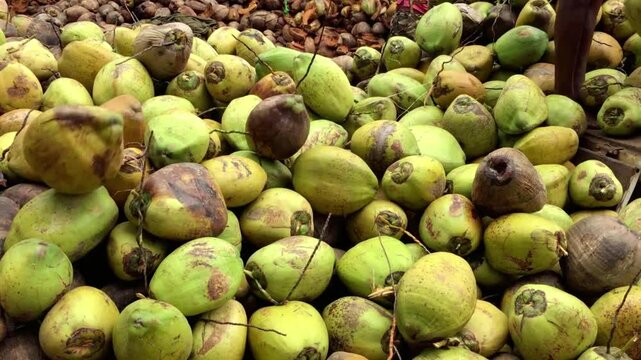 A large pile of freshly harvested coconuts