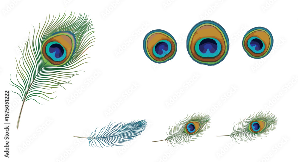 Poster A collection of peacock feathers with iridescent eyespots displayed on a white background surface view