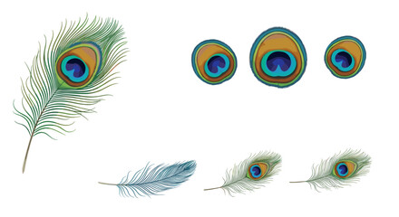 Obraz premium A collection of peacock feathers with iridescent eyespots displayed on a white background surface view