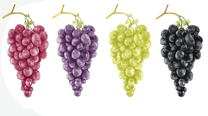 Vibrant Isolated Grapes Illustration on White Background